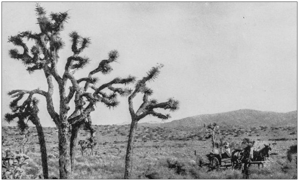 美国著名景观古董照片：美国沙漠图片下载