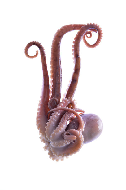 白色背景上的章鱼图片下载