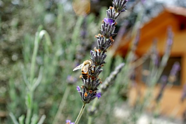 植物图片素材ID：320429034