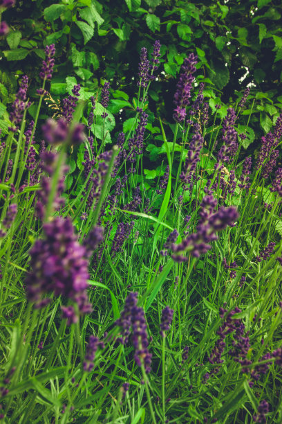 薰衣草花图片下载