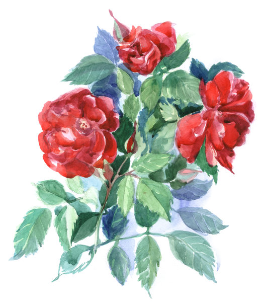 白色背景上的红玫瑰。水彩插图图片下载