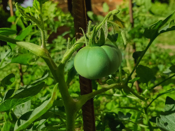 菜园里灌木上的绿番茄。图片下载