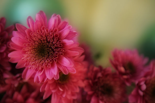 粉红菊花自然图片下载