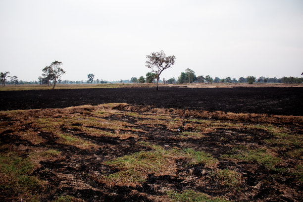 田野上烧过的草图片下载
