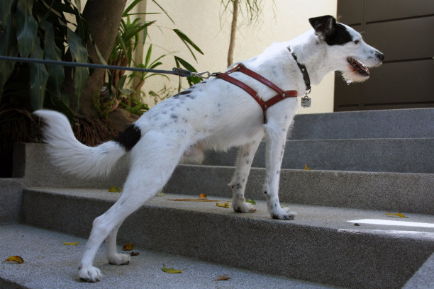 狗在用皮带爬楼梯图片下载