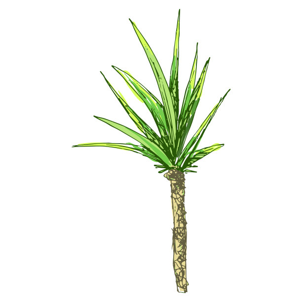 有叶的椰子树或后棕榈图片下载