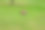 机器人割草机在花园的夏季草地上有拷贝空间图片下载