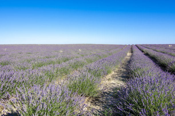 在西班牙，薰衣草盛开，芬芳四溢，天空湛蓝图片下载