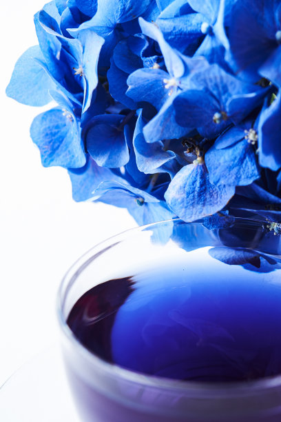 蝶豆花茶杯图片下载