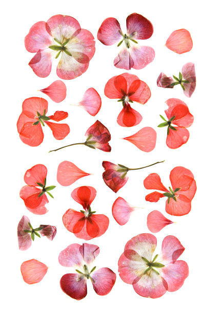按多色天竺葵设置透视。天竺葵的干燥娇嫩的孤立花和花瓣图片下载