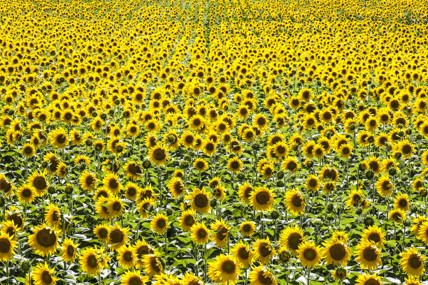 向日葵田图片下载