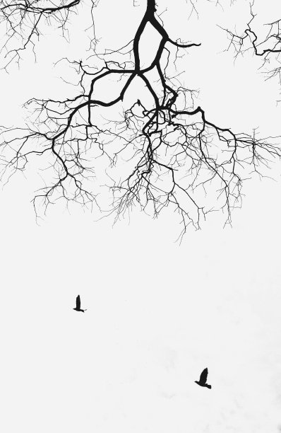 双鸟的故事图片下载