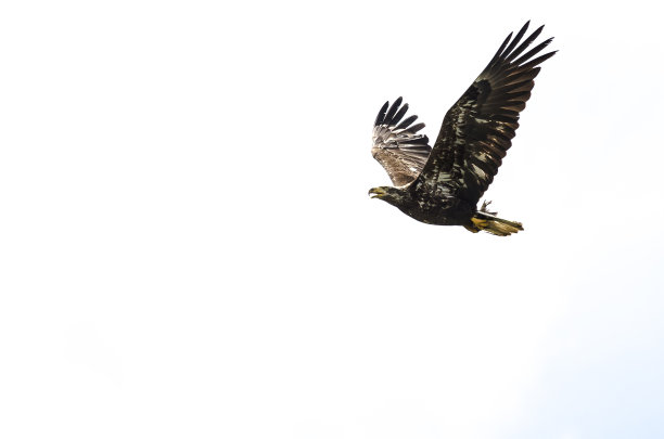 年轻的白头鹰在白色的背景上飞行图片下载