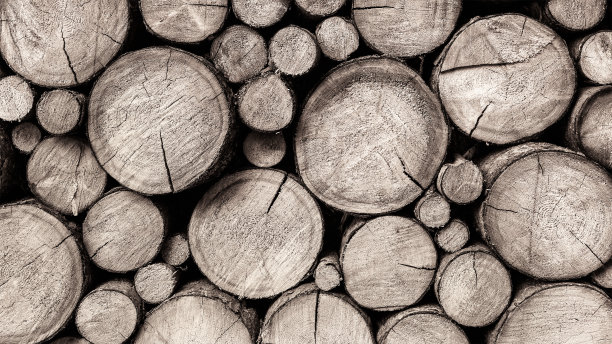 近距离观察锯过的原木图片下载