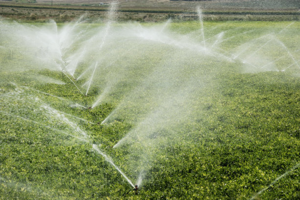 在春天给菜地浇水图片下载