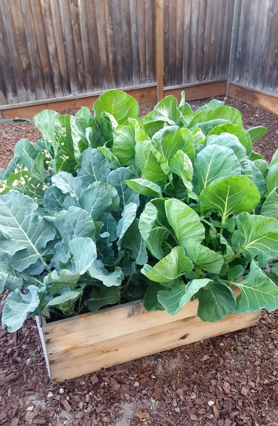 杂草丛生的图片下载