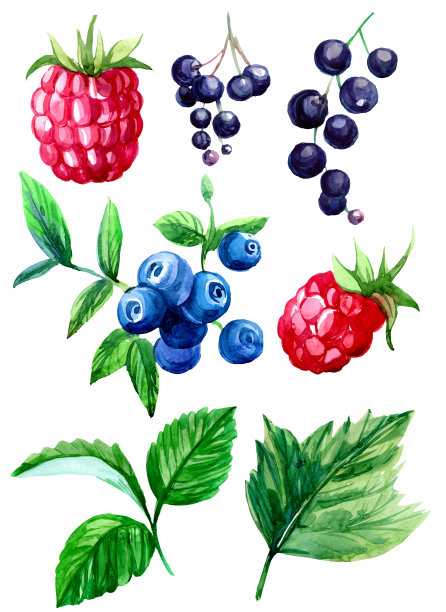 一套森林浆果和树叶。水彩手绘插图图片下载