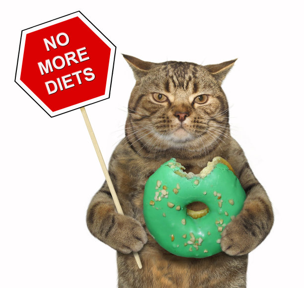 带着标志和绿色甜甜圈的猫图片下载