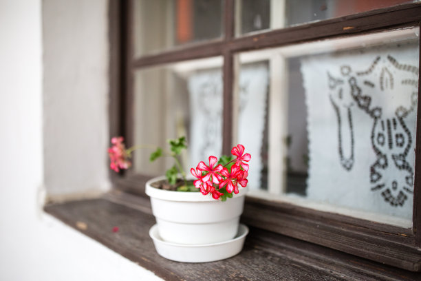 老式窗户和白花盒图片下载