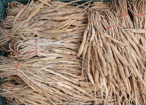 白芷根。癌症治疗。图片下载