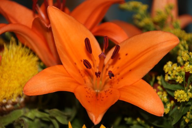 桔色百合，一束花图片下载