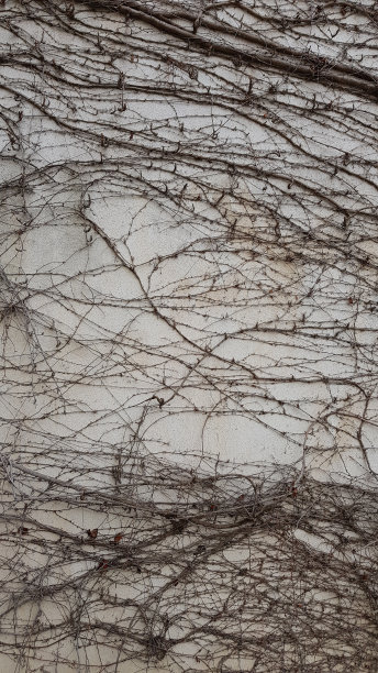 混凝土墙上长满了带刺的杂草图片下载