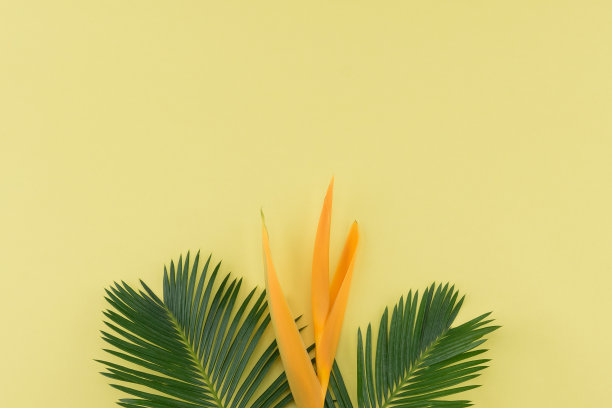 蕨类植物的叶子和天堂鸟的花是淡黄色的图片下载