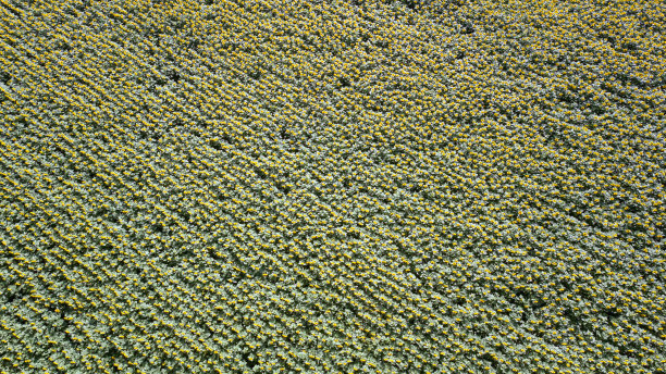 向日葵田图片下载