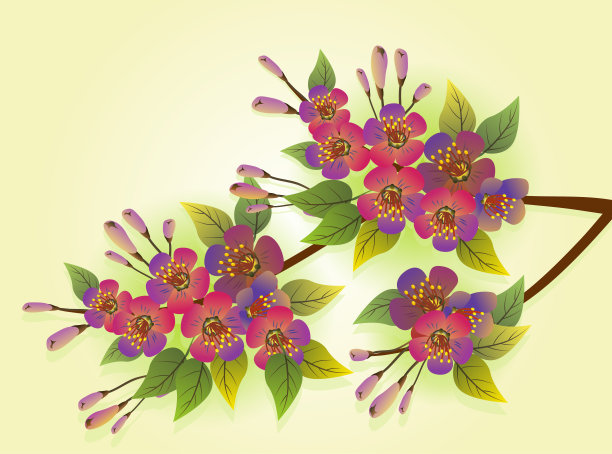 小樱。春天，一束鲜花。图片下载