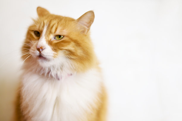 可爱的猫盯着主人图片下载