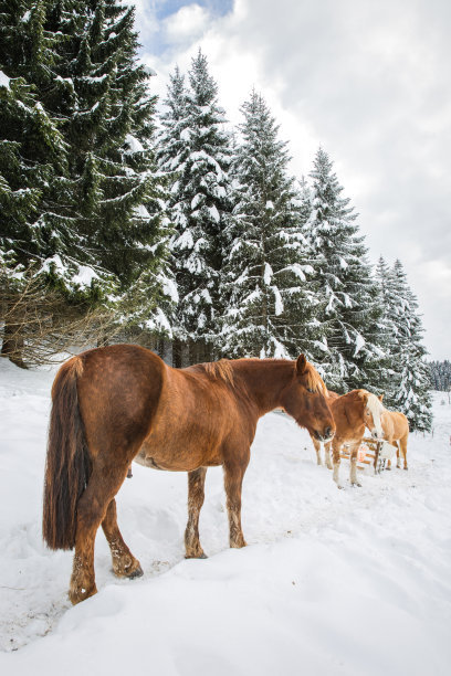 冬天雪侏罗松林里的棕色马图片下载