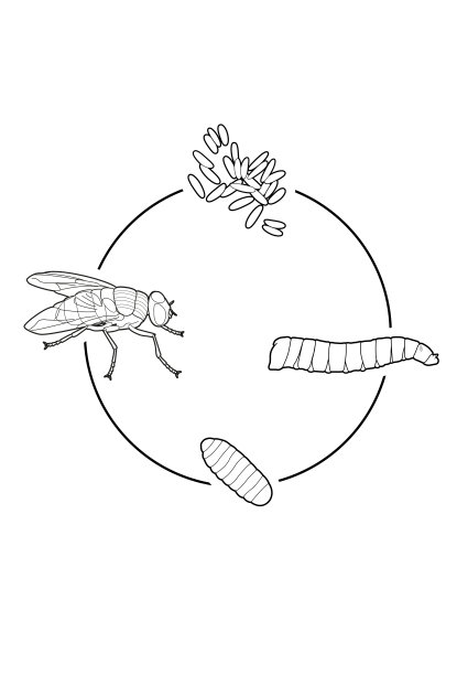 家蝇的生命周期图片下载