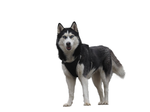 哈士奇犬品种在白色背景图片下载
