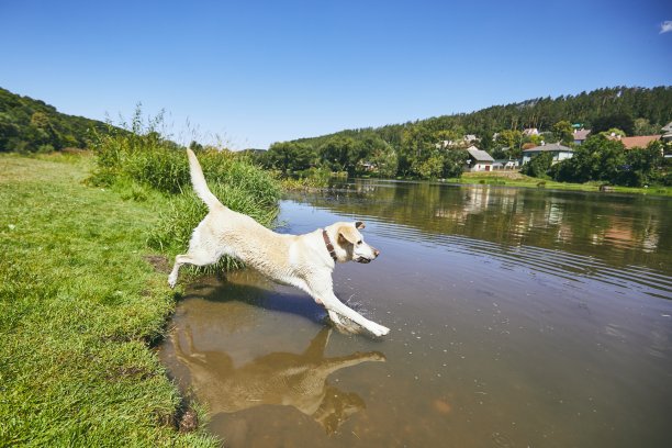 夏天与狗在乡下图片下载