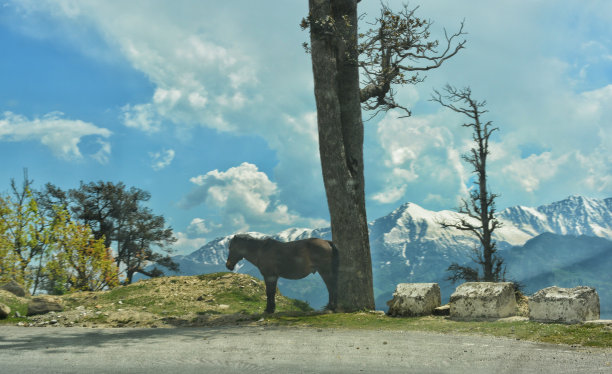 马与云图片下载