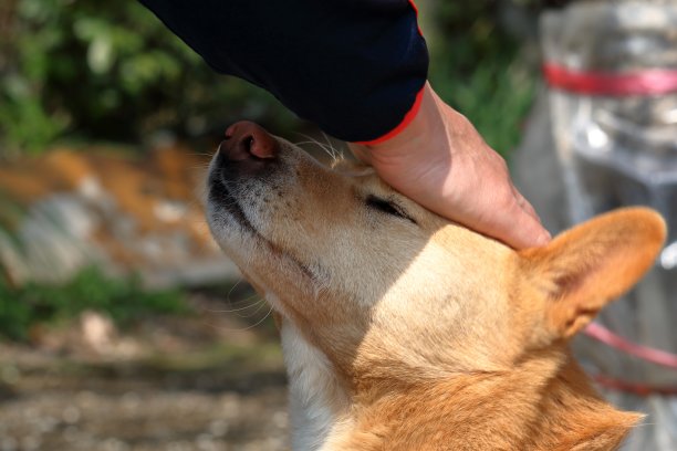 中风的狗图片下载