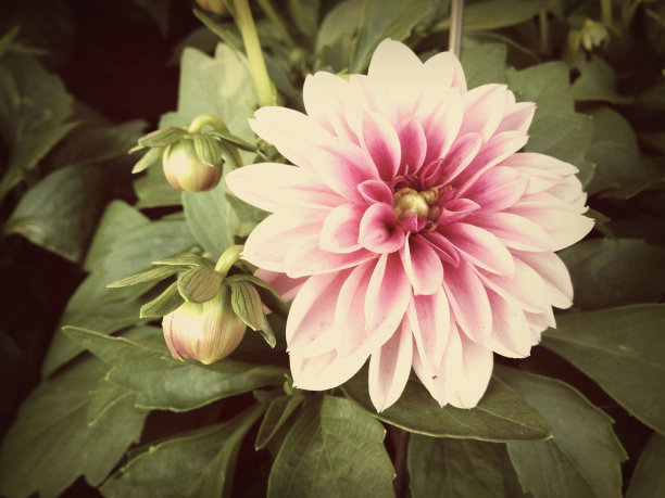 17 - 027粉红色大丽花图片下载