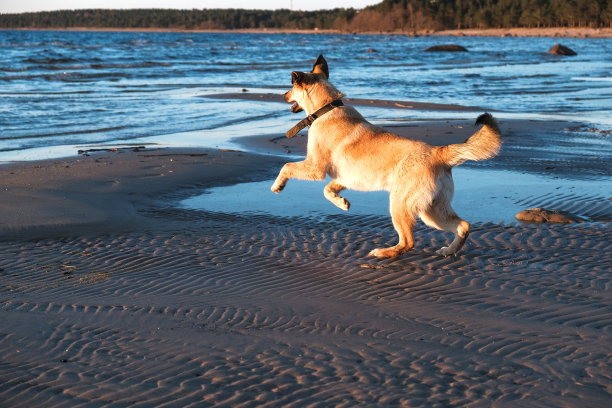 小狗金毛寻回在日落的海上有趣的图片图片下载