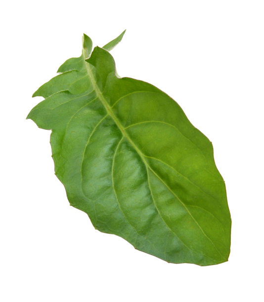 非洲菊叶孤立在白色上图片下载