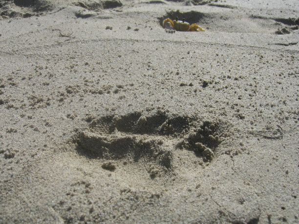 17 - 015蟹图片下载