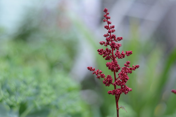 一片美丽模糊的田野上点缀着红色的野花图片下载
