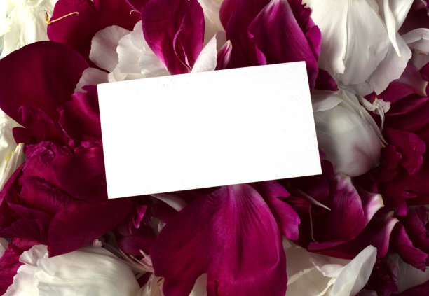 空白的白色礼品卡上的pions花瓣图片下载