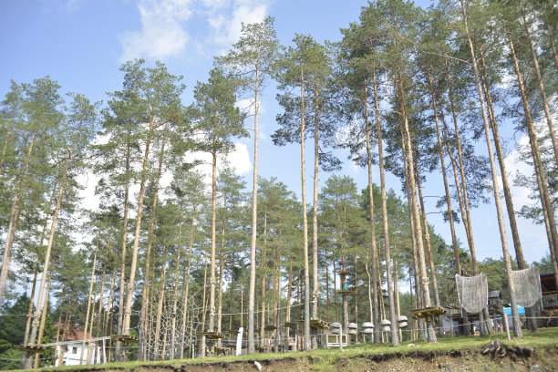 冒险公园里的苏格兰松树林图片下载