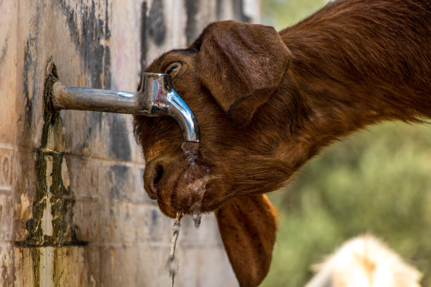 从水龙头里喝水的山羊图片下载