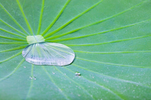 荷叶背景上的水滴图片下载