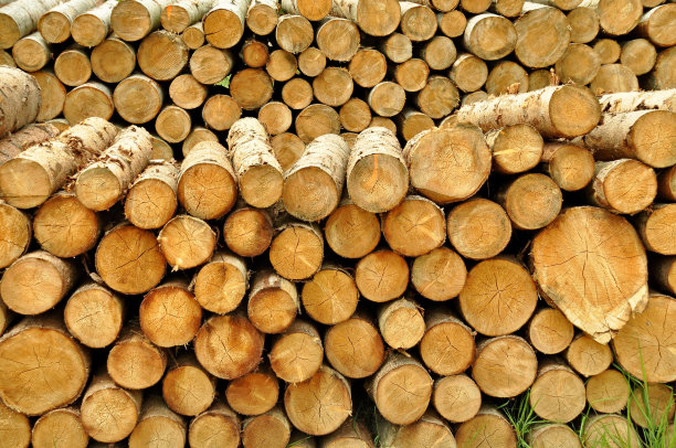 森林中的一堆被砍伐的原木图片下载