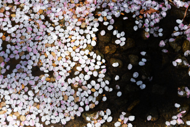 樱花花瓣漂浮在水面上图片下载