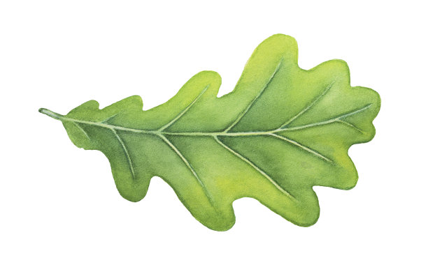 绿色装饰橡树叶水彩插画：力量、耐力、再生和稳定性的象征图片下载
