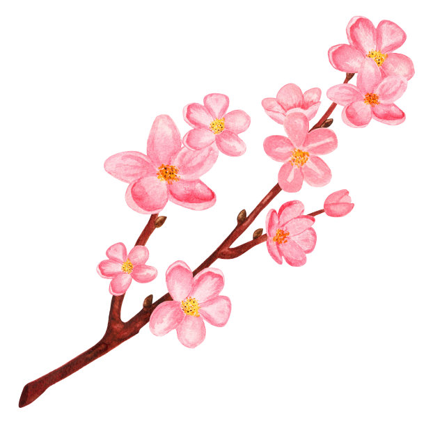 水彩枝头盛开的樱花，樱桃树素材图片