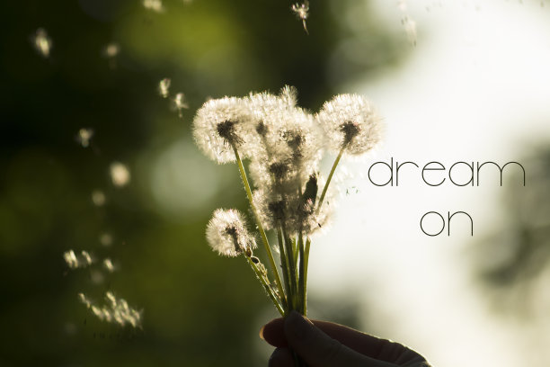 梦想的概念。阳光下模糊的蒲公英背景图片下载